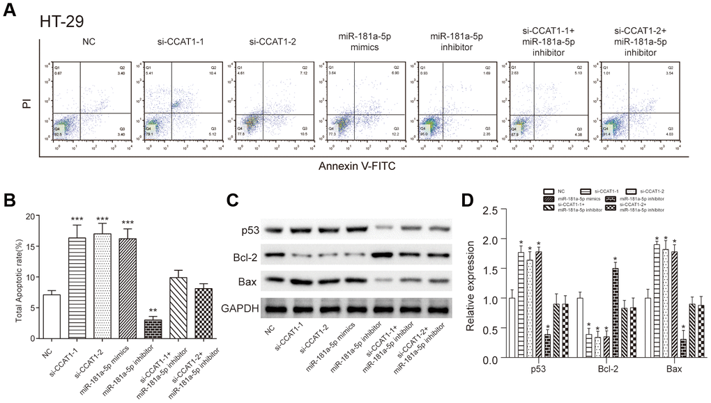 LncRNA CCAT1 influenced colorectal cancer cell apoptosis through targeting miR-181a-5p. (A, B) The apoptosis rate of HT-29 cells transfected with si-CCAT1-1, si-CCAT1-2 or miR-181a-5p mimics dramatically increased, whereas that of cells transfected with miR-181a-5p inhibitor remarkably decrease detected by flow cytometry. (C, D) Western blot analysis of p53 protein level and apoptosis-related protein Bax and Bcl-2 expression levels in HT-29 cells. The bar chart illustrated the level of p53 and Bax were significantly higher than NC group after CCAT1 knockdown and miR-181a-5p overexpression. All assays were performed three times. *P**P, ***P