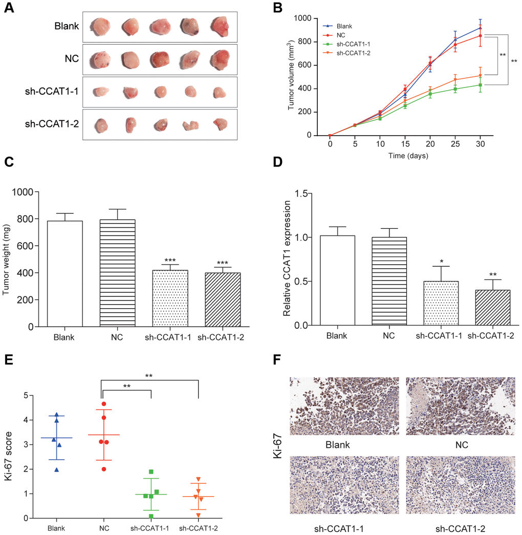 LncRNA CCAT1 knockdown impaired colorectal cancer cell tumor growth in vivo. (A–C) The in vivo tumor formation assay suggested that CCAT1 knockdown dramatically reduced tumor size and weight in 5 samples of each group. (D) The expression of CCAT1 was downregulated in resected tumor tissues formed from CCAT1 knockdown. (E, F) Immunohistochemistry showed CCAT1 knockdown decreased the proliferation index Ki67 (×50). *P**P, ***P