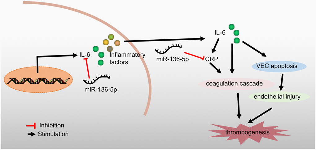 A schematic diagram depicting the regulatory mechanism of miR-136-5p acting through IL-6 and CRP in acute LEDVT. Overexpression of miR-136-5p targeted IL-6 and CRP to block the coagulation cascade and consequent endothelial injury, thus inhibiting venous thrombus formation and ultimately alleviating acute LEDVT. miR-136-5p, microRNA-136-5p; IL-6, interleukin-6; CRP, C-reactive protein; LEDVT, lower extremity deep vein thrombosis.