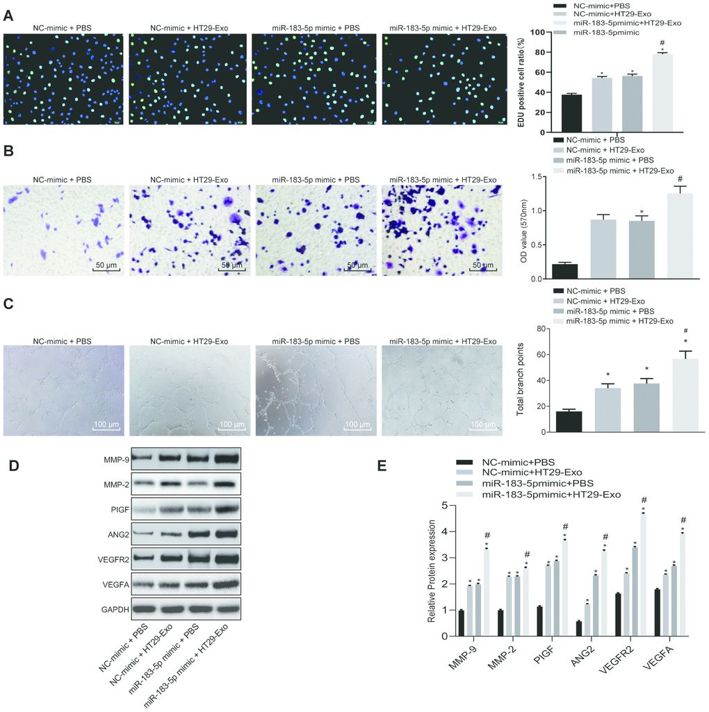 HT29 cell-derived exosomes overexpressing miR-183-5p promote proliferation, migration tube formation abilities and angiogenesis of HMEC-1 cells. (A) EdU assay was applied to detect the proliferation of the HMEC-1 cells following treatment with HT29-Exo and miR-183-5p mimic (Scale bar = 50 μm); (B) HMEC-1 cell migration was detected by Transwell assay after treatment of HT29-Exo and miR-183-5p mimic (Scale bar = 50 μm); (C) tube formation abilities of HMEC-1 cell were detected by tube formation assay after treatment of HT29-Exo and miR-183-5p mimic (Scale bar = 100 μm); (D–E) expression of angiogenesis-related proteins (VEGFA, VEGFAR2, ANG2, PIGF, MMP-2 and MMP-9) in HMEC-1 cells after treatment of HT29-Exo and miR-183-5p mimic was also detected by western blot analysis; * p p 