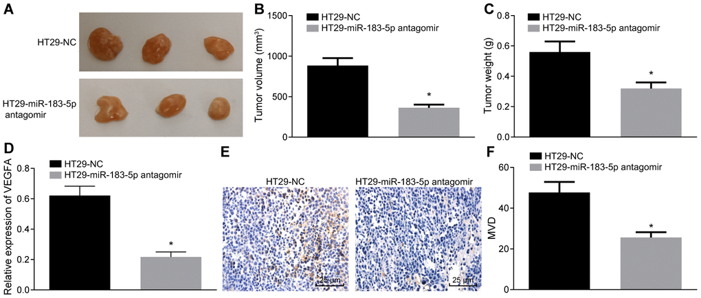Inhibition of miR-183-5p in HT29 cells reduces the tumorigenic ability and decreases the MVD in nude mice. (A) tumorigenicity of HT29 cells in nude mice; (B and C) tumor volume and weight from nude mice; (D) serum level of VEGFA detected by ELISA; (E, F) immunohistochemical analysis (Scale bar = 25 μm) and quantitation of MVD in nude mice; *p t-test, n = 10.