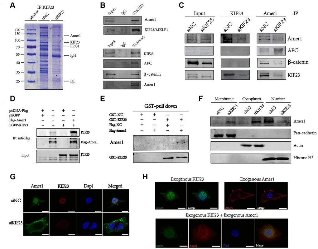 KIF23 directly interacted with Amer1. (A) Examination of KIF23-binding proteins in MGC-803 cells by IP and SDS PAGE gel Coomassie blue staining before using MS assays. (B, C) Coimmunoprecipitation analysis between endogenous Amer1 and KIF23. (D) Coimmunoprecipitation of FLAG-tagged Amer1 with eGFP-tagged KIF23 in 293T cells as indicated. (E) GST-pull down of exogenous Amer1 with KIF23 in MGC-803 cells. GST-NC is the control plasmid of GST-KIF23 and Flag-NC is the control plasmid of Flag-Amer1. Immunofluorescence staining and western blot analysis for the distribution of Amer1 (F) and KIF23 (G). (H) Immunofluorescence images showing the localization of Amer1 in MGC-803 cells after transfection with eGFP-tagged KIF23, FLAG-tagged Amer1, or both.