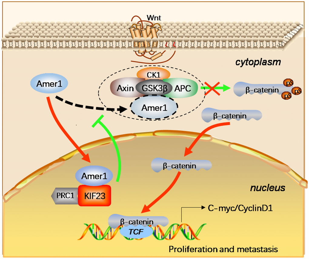 Schematic figure represented the functions of KIF23 in the Wnt/β-catenin signaling pathway in GC. The KIF23 overexpression exhibited competitive binding with Amer1 and carried it to the nuclear to block the association of Amer1 with APC, thus attenuating the ability of Amer1 to negatively regulate Wnt/β-catenin signaling, resulting in activation of this signaling pathway.
