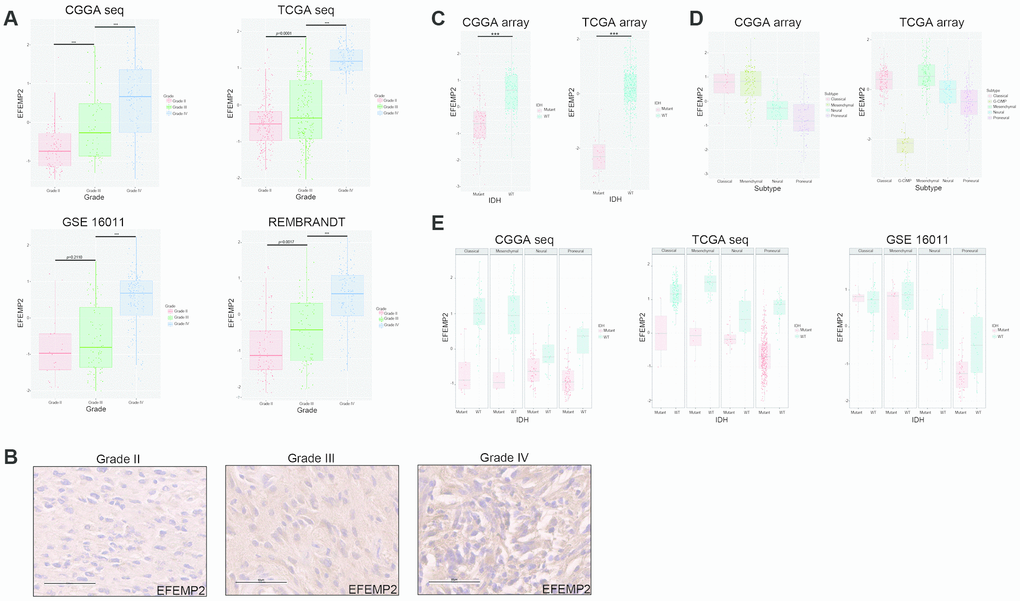 WHO grade, IDH1 mutation and transcriptomic subtype preferences of EFEMP2 expression. (A) The correlation of EFEMP2 expression level with WHO grade. EFEMP2 expression levels in glioma of WHO grade II-IV in CGGA RNA-seq, TCGA RNA-seq, GSE16011 and REMBRANDT databases. ***p B) EFEMP2 expression in glioma specimens determined by IHC analysis. Scale bar, 60 μm. (C) The relationship between EFEMP2 transcription level and IDH1 mutation in CGGA and TCGA mRNA array datasets. ***p D) The relationship between EFEMP2 transcription level and transcriptomic subtype classification in CGGA and TCGA mRNA array datasets. (E) Correlation of EFEMP2 expression and IDH1 mutation in each transcriptomic subtype in CGGA and TCGA mRNA sequencing data, and GSE16011 dataset.