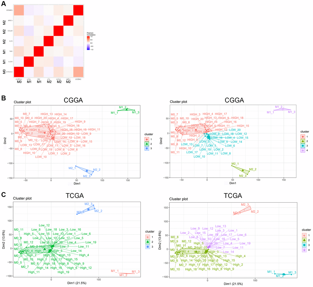 EFEMP2 indicates assembly of M0 macrophage. (A) Correlation analysis of EFEMP2 and representative molecular of M0 (CYP27A1), M1 (IL12A, TNF) and M2 (IL13, CCL22, and MRC1) phenotype. (B) K-Means clustering (cluster = 3 or 4) based on whole genome expression profiling of M0, M1 and M2 phenotype from the dataset of a variety of resting and activated human immune cells (GSE22886) and CGGA RNA sequencing data. The samples named as “HIGH” were the top 20 samples with highest expression of EFEMP2 in CGGA. The samples named as “LOW” were the top 20 samples with lowest expression of EFEMP2 in CGGA. (C) K-Means clustering (cluster = 3 or 4) based on whole genome expression profiling of M0, M1 and M2 phenotype from the dataset of a variety of resting and activated human immune cells (GSE22886) and TCGA RNA sequencing data. The samples named as “HIGH” were the top 20 samples with highest expression of EFEMP2 in TCGA. The samples named as “LOW” were the top 20 samples with lowest expression of EFEMP2 in TCGA.