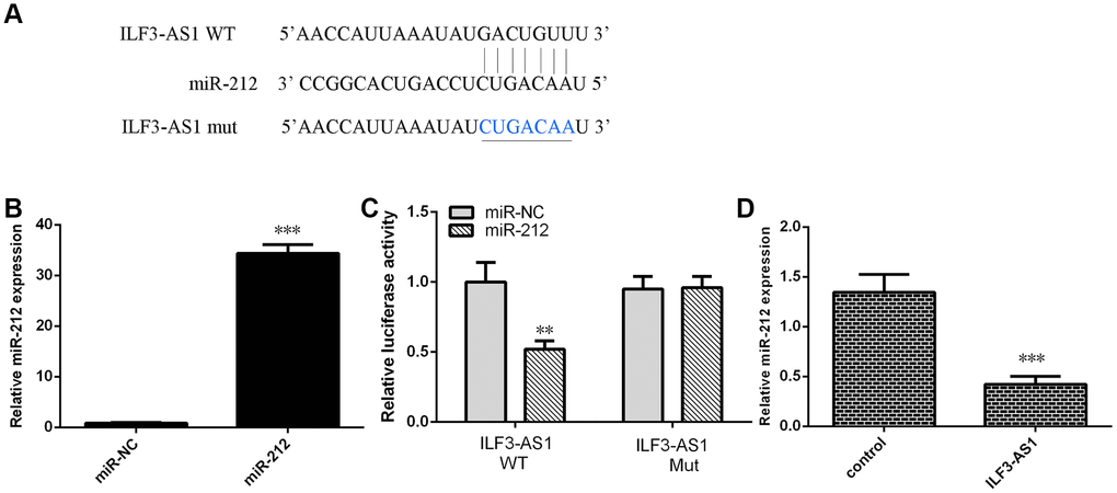 Ectopically expressed ILF3-AS1 targets miR-212. (A) Starbase (http://starbase.sysu.edu.cn/index.php) analysis predicting a binding site between ILF3-AS1 and miR-212. (B) qRT-PCR analysis of miR-212 expression. (C) ILF3-AS1-luciferase reporter assay showing miR-212 overexpression decreases ILF3-AS1 expression in astrocytes. (D) Forced ILF3-AS1 expression suppresses miR-212 expression in astrocytes. **p
