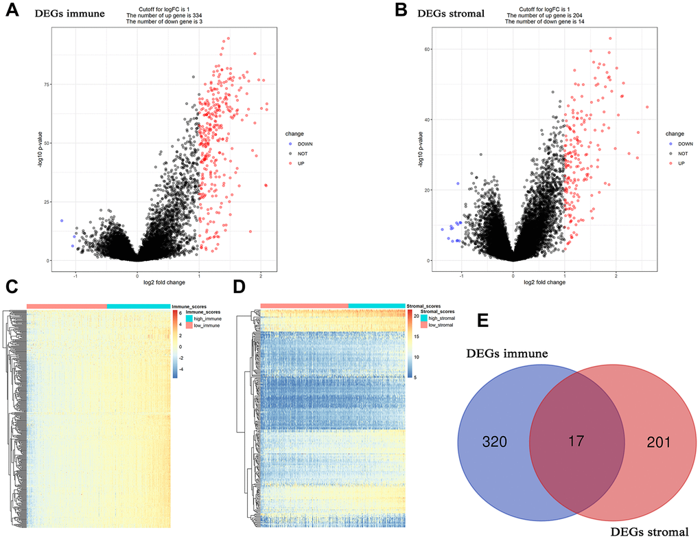 Differentially expressed genes (DEGs) analysis in ccRCC. (A) Volcano plot visualizing the immune-related DEGs. (B) Volcano plot visualizing the stromal-related DEGs. (C) Heatmap of immune scores of high score vs low score (P  1). (D) Heatmap of stromal scores of high score vs low score (P  1). (E) Identification of common DEGs between immune-related DEGs and stromal-related DEGs.