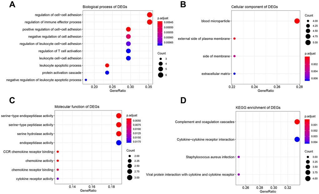 Bioinformatics analysis of 17 DEGs associated with immune score and stromal score. (A) Biological process of DEGs. (B) Cellular component of DEGs. (C) molecular function of DEGs. (D) KEGG enrichment of DEGs.