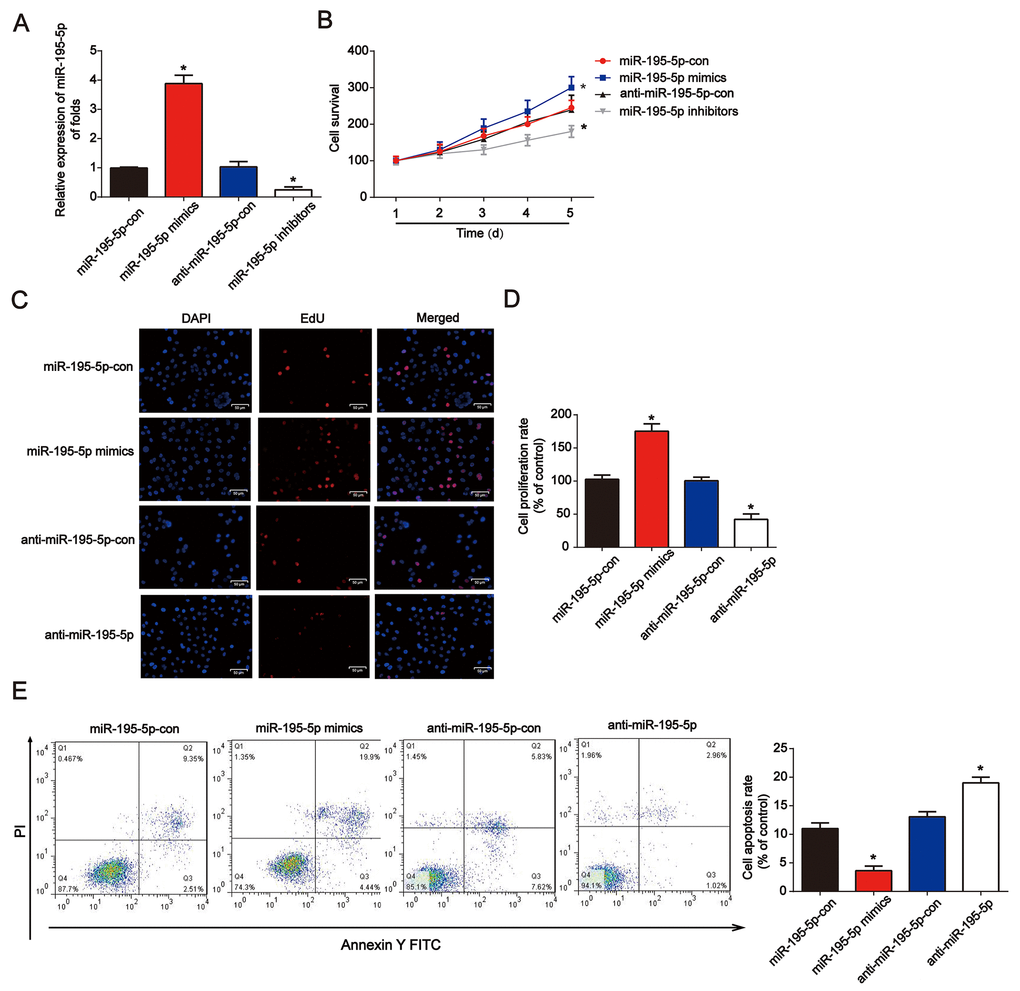 Overexpression of miR-195-5p reduced hypoxia-induced renal injury in NRK-52E cells. (A) miR-195-5p expression in NRK-52E cells transfected with miR-195-5p mimics, inhibitors, or the corresponding negative controls for 48 h. (B) The CCK-8 assay was carried out to test cell viability. (C and D) EdU assays were performed to detect cell proliferation. (E) Flow cytometry analysis was employed to test cell apoptosis. NRK-52E cells were transfected with miR-195-5p mimics or corresponding negative controls for 48 h. Three independent experiments were performed. Error bars represent the mean ± SD of at least three independent experiments. *P 
