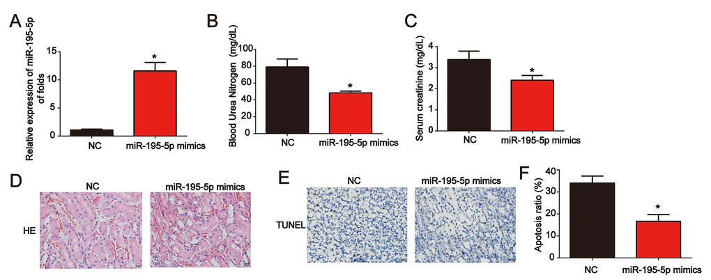 Overexpression of miR-195-5p inhibited I/R-induced renal injury in vivo. (A) miR-195-5p expression in renal tissues. (B) Serum Cr levels in I/R rat models transfected with miR-195-5p mimics. (C) BUN levels in I/R rat models transfected with miR-195-5p mimics. (D) Representative micrographs of renal histologic findings. Scale bars = 20 μm. (E and F) Analysis of apoptosis using the TUNEL assay in renal tissues from AKI rats. Eight rats were used in each group. Three independent experiments were performed. Error bars represent the mean ± SD of at least three independent experiments. *P 