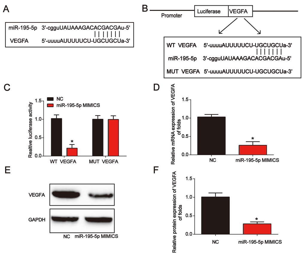 VEGFA directly targeted miR-195-5p. (A) The binding correlation between miR-195-5p and VEGFA. (B) Luciferase reporter constructs containing the WT-VEGFA or MUT-VEGFA sequence. (C) WT-VEGFA or MUT-VEGFA was co-transfected into NRK-52E cells with miR-195-5p mimics or their corresponding negative controls. (D) VEGFA mRNA expression in NRK-52E cells transfected with miR-195-5p mimics. (E and F) VEGFA protein expression in NRK-52E cells. Three independent experiments were performed. Error bars represent the mean ± SD of at least three independent experiments. *P 