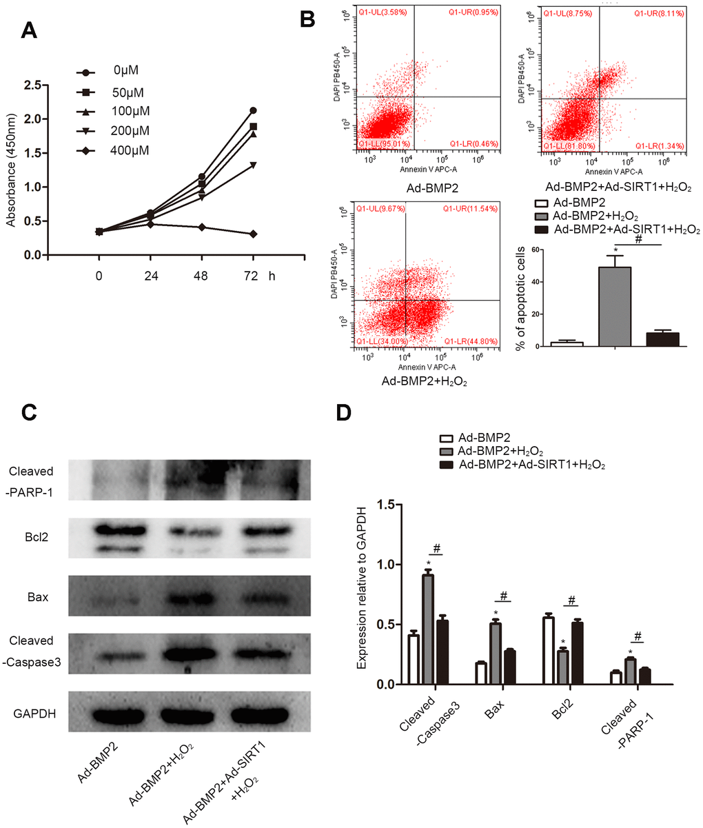 SIRT1 alleviated the apoptosis of BMP2-induced chondrogenic differentiation stem cells under oxidative stress. (A) Cell Counting Kit-8 assay to detect cell proliferation under different concentrations (0, 50, 100, 200, or 400 μM) of H2O2. (B) The cell apoptotic rates were measured using a flow cytometry assay under 200 μM of H2O2. (C, D) H2O2 increased the expression of Cleaved-Caspase3, Bax, and Cleaved-PARP-1 and reduce the expression of Bcl-2 compare to the control group. The Ad-BMP2+Ad-SIRT1+H2O2 group exhibited opposite results. The data are denoted as the mean ± SD.*: p 2O2 vs. Ad-BMP2; #: p 2O2 vs. Ad-BMP2+Ad-SIRT1+H2O2.