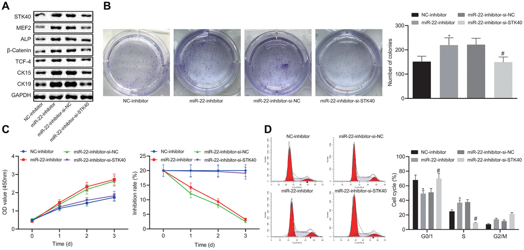 miR-22 inhibits proliferation and differentiation of HFSCs by downregulating STK40 and suppressing MEF2-ALP activity. (A) Protein expression of STK40, MEF2, ALP, differentiation-related proteins (β-catenin, TCF-4), and TA cell differentiation markers (CK15, CK19) in HFSCs normalized to GAPDH determined by Western blot analysis. (B) Colony forming capacity of HFSCs determined by colony formation assay. (C) HFSC proliferation and viability evaluated by MTS assay. (D) HFSC cell cycle changes revealed by flow cytometry. * p vs. NC-inhibitor group; # p vs. miR-22-inhibitor + si-NC group; Measurement data were expressed as mean ± standard deviation. One-way ANOVA was utilized to compare data among multiple groups, followed by Tukey’s post hoc test. Repeated measures ANOVA was adopted to analyze data among multiple groups at different time points, followed by Bonferroni posttest. Cell experiments were conducted 3 times independently.