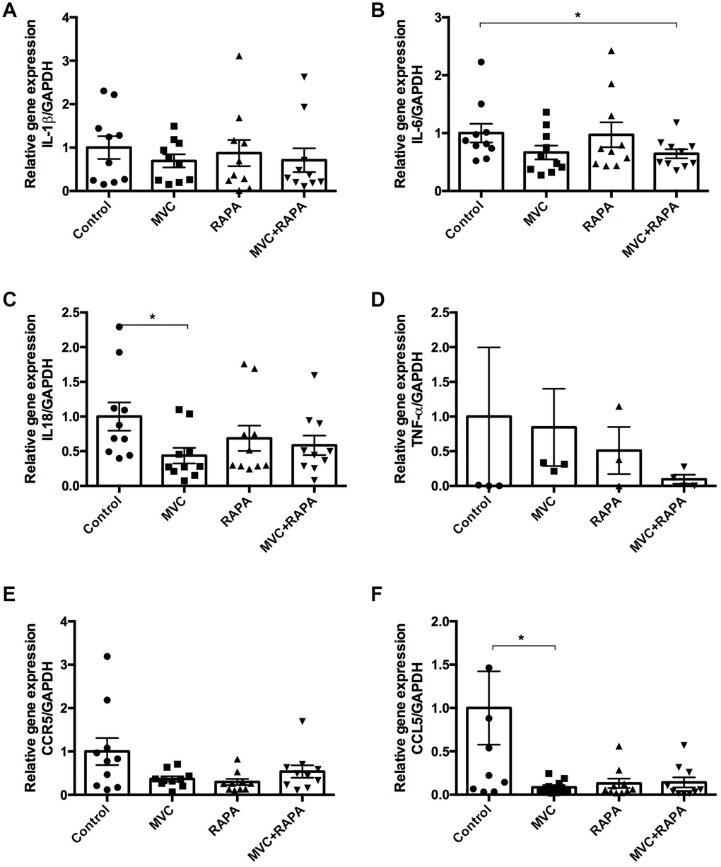 Muscle expression of IL-1β, IL6, IL-18, TNF-α, CCR5 and CCL5 at the RNA level. (A) No differences were observed after analyzing IL-1β. (B) IL-6 expression was significantly lower in the MVC+RAPA group. (C) Although IL-18 expression was lower in all the therapeutic groups, it was only statistically significant in the MVC group. (D) Although TNF-α and (E) CCR5 expression were lower in all the therapeutic groups, none of them was statistically significant. (F) CCL5 expression was significantly lower in the MVC group and showed a clear tendency to statistical significance in the RAPA and MVC-RAPA group. Each bar represents the mean ± SEM. *p 