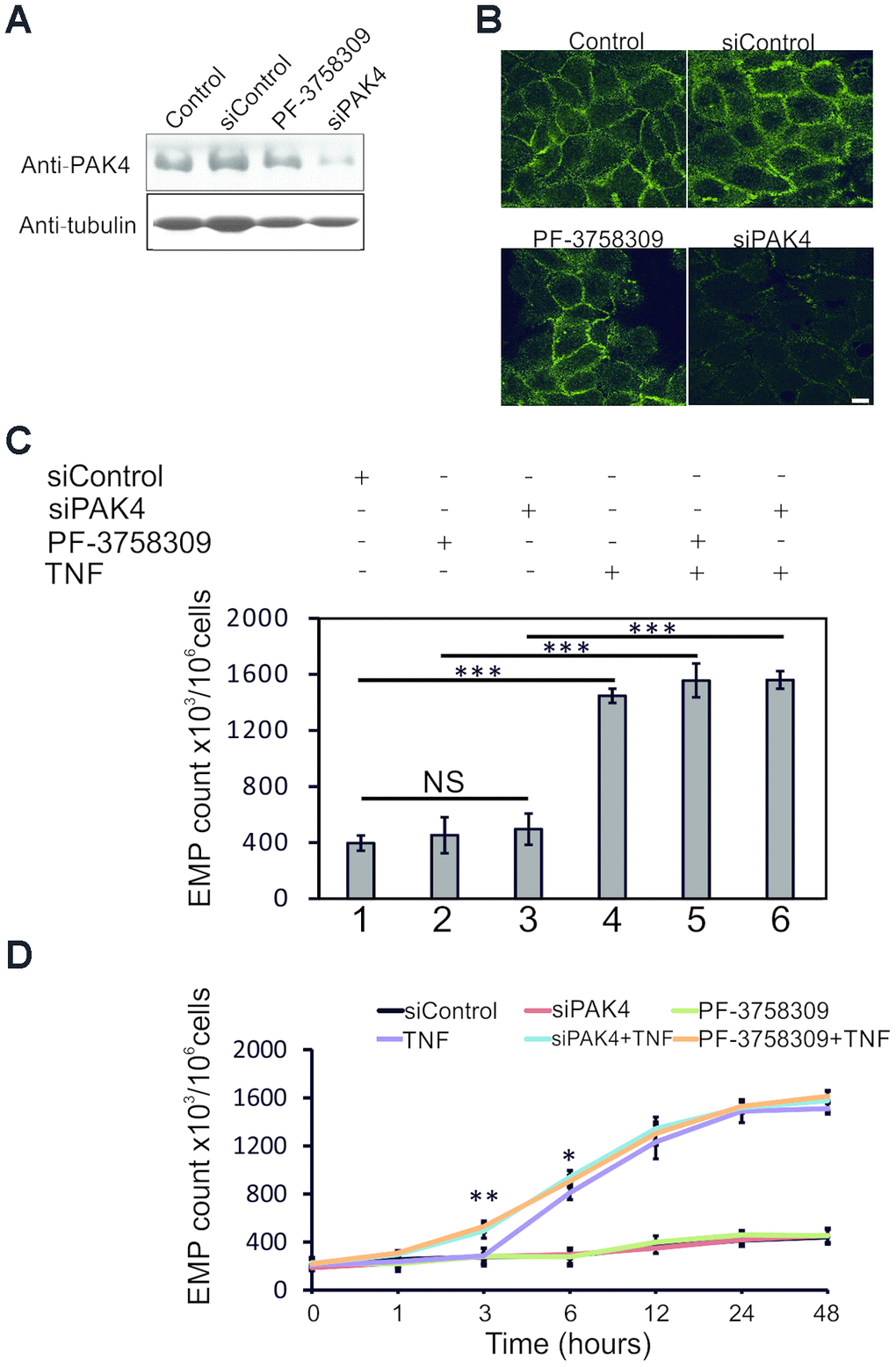PAK4 inhibition sensitizes HUVECs to TNF-induced EMP release. (A) Western blotting of HUVECs transfected 48 h with PAK4 or control siRNAs, or treated 24 h with PAK4 inhibitor PF-3758309, and analyzed by PAK4 and control tubulin antibodies. (B) Immunofluorescence of HUVECs transfected with PAK4 or control siRNAs, or treated with PF-3758309, and stained by anti-PAK4 antibody; scale bar = 10 μm. (C) EMP release measured by FC in HUVECs transfected 48 h with PAK4 or control siRNAs, or treated 24 h with PF-3758309, and stimulated 24 h with TNF (100 ng/ml). (D) Time course of EMP release in TNF-treated HUVECs transfected 48 h with PAK4 or control siRNAs, or incubated 24 h with PF-3758309; * P