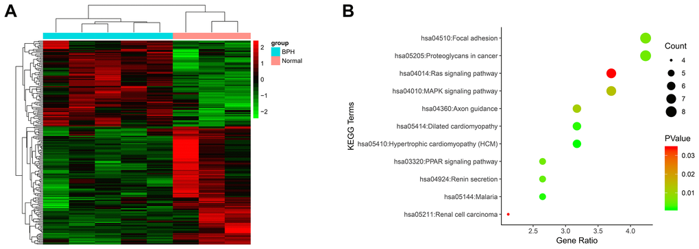 Microarray analysis using mRNA isolated from BPH tissues and normal tissues. (A) The heatmap plot of all 198 DEGs. The legend color bar on the right side indicates the relation between scaled expression values and colors, and the colors were balanced to ensure the black color represented zero value from comparison of five benign prostatic hyperplasia samples versus three normal prostate samples. (B) KEGG pathway analysis of 198 DEGs. The x-axis shows the number of genes and the y-axis shows the pathway terms. The negative log10 P value of each term is colored according to the legend. The count is indicated by the size of the circle.