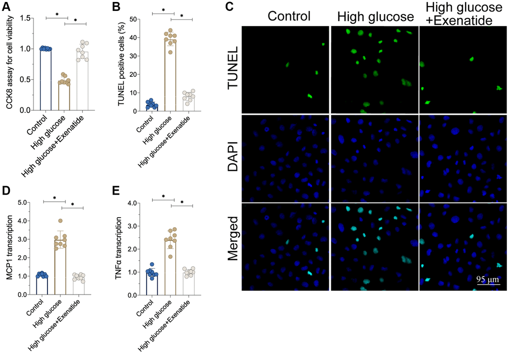 Exenatide attenuates hyperglycemia-induced cell apoptosis and inflammation. (A) CCK8 assay for cell viability. (B, C) TUNEL staining for apoptotic cells. (D, E) qPCR assay for MCP1 and TNFα transcription. *P