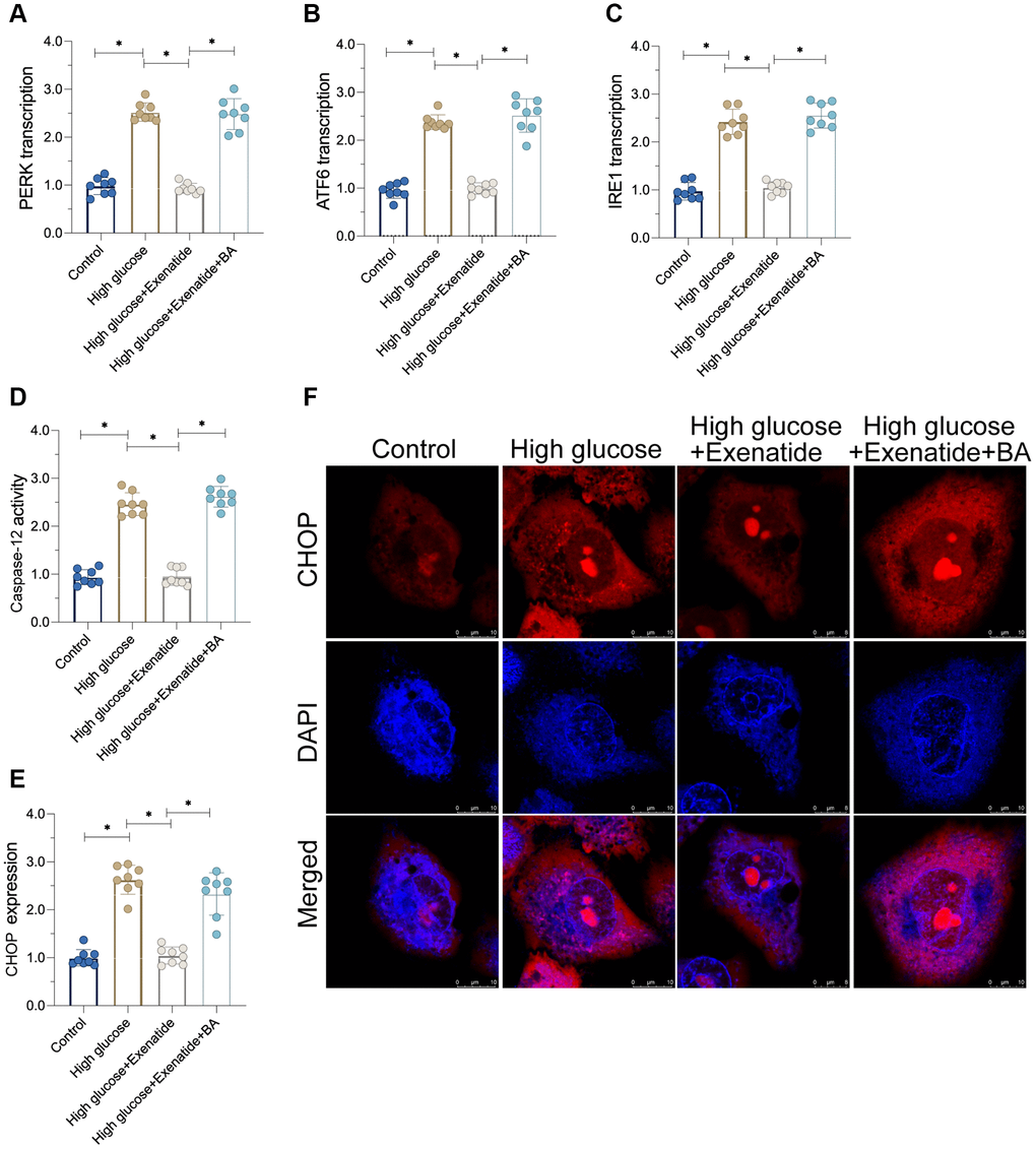 Re-activation of NF-κB promotes cardiomyocyte damage. (A–C) qPCR assay for ATF6, IRE1 and PERK transcription in the presence of BA to activate NF-κB. (D) ELISA assay for caspase-12 activity. (E, F) Immunofluorescence staining for CHOP. *P