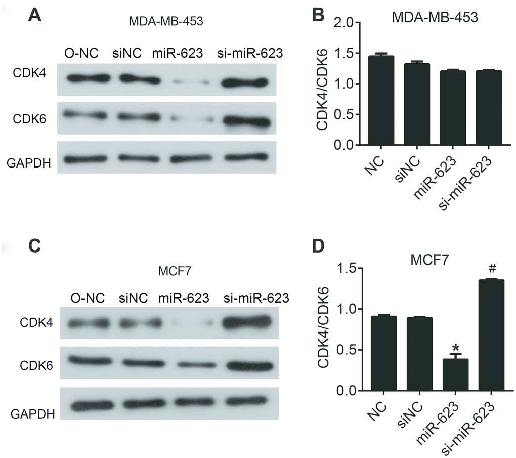 miR-623 inhibited the expression of cell cycle proteins. The levels of CDK4 and CDK6 in MDA-MB-453 cells (A) and MCF7 cells (C) were detected using western blot assay. The level of CDK4/6 in MDA-MB-453 cells (B) and MCF7 cells (D). GAPDH was the internal control. Relative amounts of proteins normalized to GAPDH were shown. Experiments showing identical results were performed twice. P values were determined using Student’s t-tests. *PP