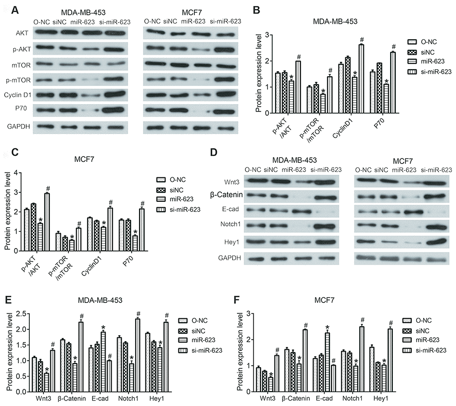 Effects of miR-623 on PI3K/AKT and Wnt/β-catenin signaling pathways. (A–C) Protein expressions of AKT, p-AKT, mTOR, p-mTOR, Cyclin D1, S6K/P70 in MDA-MB-453 and MCF7 cells were detected by western blot assay. (D–F) Protein expression levels of wnt3, β-catenin, E-cad, Notch1, and HEY1 in MDA-MB-453 and MCF7 cells were detected by western blot assay. GAPDH was the internal control. Relative amounts of proteins normalized to GAPDH were shown. Experiments showing identical results were performed three times. P values were determined using Student’s t-tests. *PP