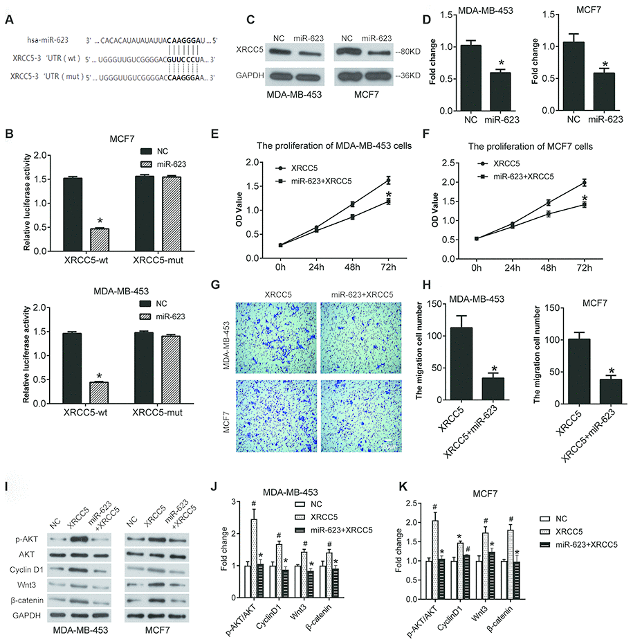 miR-623 inhibited XRCC5 expression and blocked cell growth by targeting XRCC5. (A) miR-623 and XRCC5 binding sites predicted by targetscan. (B) MDA-MB-453 and MCF7 cells were transfected with reporter plasmids followed by transfection with pCMV-miR-623 or pCMV-miR empty vector. The luciferase expression was analyzed as described in the “Material and Methods” section. (C, D) The XRCC5 expression was detected in NC and miR-623 cells using western blot. GAPDH was the internal control. The proliferation of (E) MDA-MB-453 cells and (F) MCF7 cells were confirmed by CCK8 assay to investigate the target of miR-623-induced cell growth block. (G, H) Transwell assay was performed to confirm the cell migration in XRCC5 and XRCC5+miR-623 cells. (I) The expression levels of protein in PI3K/AKT and Wnt/β-catenin signaling pathways were detected by western blot in (J) MDA-MB-453 cells and (K) MCF7 cells *P vs. XRCC5; # P vs. NC. P values were determined using Student’s t-tests.