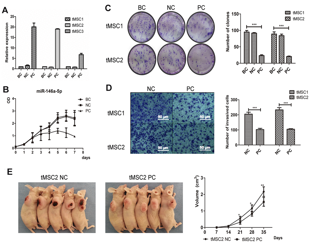 Overexpression of miR-146a-5p partially reversed the malignant phenotype of tMSCs. (A) Relative expression of miR-146a-5p after lentiviral vector transfection; (B) Cell proliferation activity of miR-146a-5p-overexpressing, negative control (NC) and blank control (BC) tMSC1 cells; (C) Colony formation assays of BC, NC and miR-146a-5p-overexpressing tMSC1 and tMSC2 cells; (D) Invasion assays of NC and miR-146a-5p-overexpressing tMSC1 and tMSC2 cells; (E) Tumorigenicity of NC and miR-146a-5p-overexpressing tMSC1 cells. * P