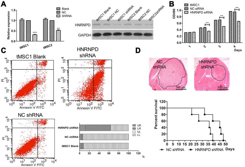 Correlation of HNRNPD expression with MSC transformation. (A) Protein expression after siRNA interference; (B) Cell proliferation; (C) Apoptosis; (D) Intracranial transplantation and survival time. ** P
