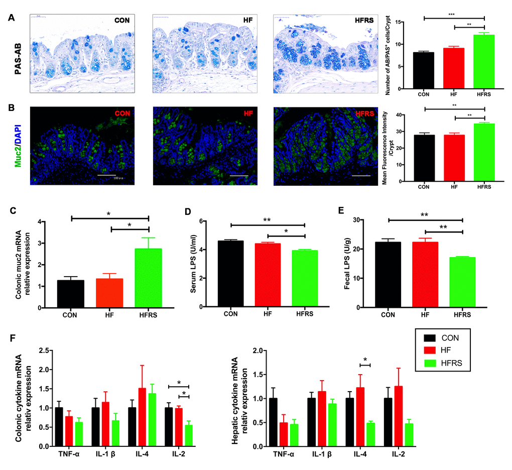 RS2 reduced intestinal permeability and inflammation in blood, colon, and liver in aged mice on high-fat diet. (A) Representative images of PAS-AB staining in colon tissues from three groups (400x magnification, scale bar =50 μm) and the quantification of PAS-AB positive cells per crypt for every mouse in each group. (B) Immunofluorescence staining of MUC2 (green) with nuclear counterstaining (blue) in colon tissue from the three groups (200x magnification, scale bar=100 μm) and quantification analysis of mean fluorescence intensity for every mouse in each group. (C) Effects of diet on colonic MUC2 mRNA expression assessed by quantitative real-time PCR. (D) Comparison of serum LPS levels assessed by ELISA among the three groups. (E) Comparison of fecal LPS levels assessed by ELISA among the three groups. (F) Effects of diets on colonic and hepatic inflammatory cytokines mRNA expression assessed by quantitative real-time PCR. Multiple comparisons of colonic TNF-α levels (p=0.22); multiple comparisons of hepatic TNF-α levels (p=0.07). n=5 or 6/group. Data are expressed as mean+SE. Differences were compared by one-way ANOVA among the three groups with Tukey’s multiple comparison posttests between two groups. * p