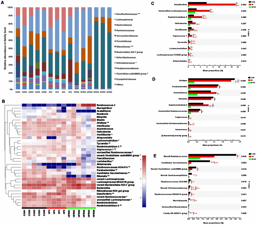 High-fat diet and RS2 supplemented with high-fat diet altered the microbial community at the family and genus levels in aged mice. (A) Relative abundance of gut microbiota in family level (those with abundance >1% are presented) among the three groups. (B) Top 35 taxa with the highest abundance at the genus level among the three groups. Colors were expressed by lg calculation. (C) Generic taxa with higher mean proportions in the HF and lower mean proportions in the HFRS groups compared to the CON group by further posttest comparisons. (D) Generic taxa with lower mean proportions in the HFRS compared to the HF and the CON groups by further posttest comparisons. (E) Generic taxa with lower mean proportions in the HF and the HFRS compared to the CON group by further posttests comparisons. N=4 to 6 per group. Differences were compared by Kruskal–Wallis H test with Dunn’s multiple posttest comparisons between the two groups. * p