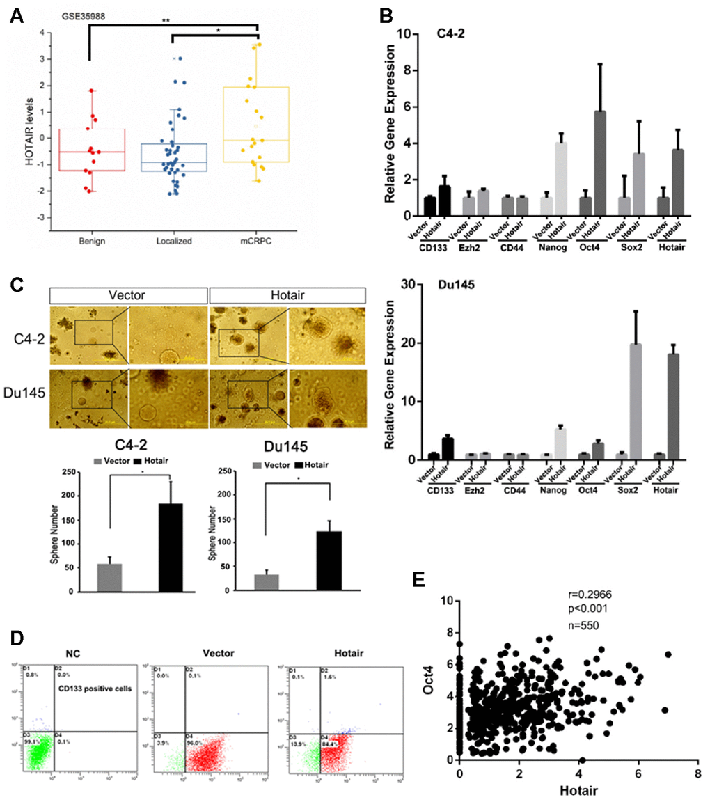 HOTAIR induction in PCa cells leads to increased population of cancer stem cells. (A) TCGA dataset showed that HOTAIR was highly expressed in metastatic CRPC samples. (B) HOTAIR overexpression in C4-2 cells (top) and Du145 cells (bottom) promoted the expression levels of several cancer stem cell markers. Gene expression was normalized to GAPDH mRNA. (C) HOTAIR overexpression in C4-2 cells and Du145 cells increased PCSLCs population. Top, Representative images of tumorspheres. Bottom, statistical analyses. (D) flow cytometry to analyze the population of CD133 positive cells before and after HOTAIR expression. (E) a positive correlation of HOTAIR and Oct4 was observed based on TCGA dataset. *pp