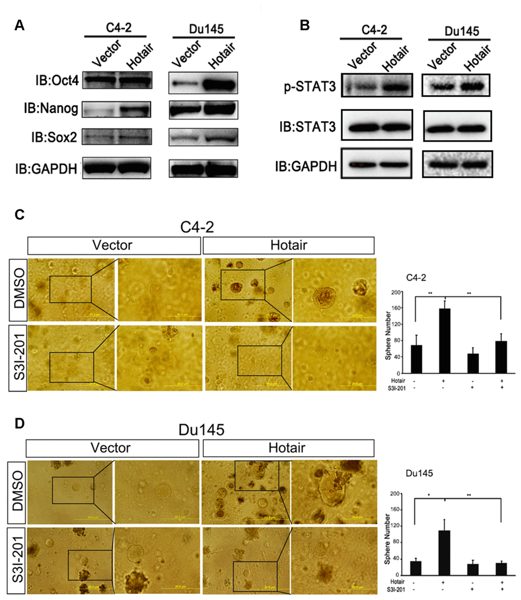 STAT3 activation is indispensable for the contribution of HOTAIR to cancer stemness. (A) Western blotting revealed that HOTAIR overexpression enhanced the expression levels of Sox2, Nanog and Oct4. GAPDH was used as internal control. (B) HOTAIR activated STAT3 signaling in both C4-2 cells and Du145 cells, monitored by p-STAT3 (Y705). GAPDH was internal control. (C, D) STAT3 inhibitor, S3I-201 (10 μM), could interrupt HOTAIR induced PCSLCs population in both C4-2 cells (C) and Du145 cells (D). Left, representative images of tumorspheres. Right, statistical analysis. *pp