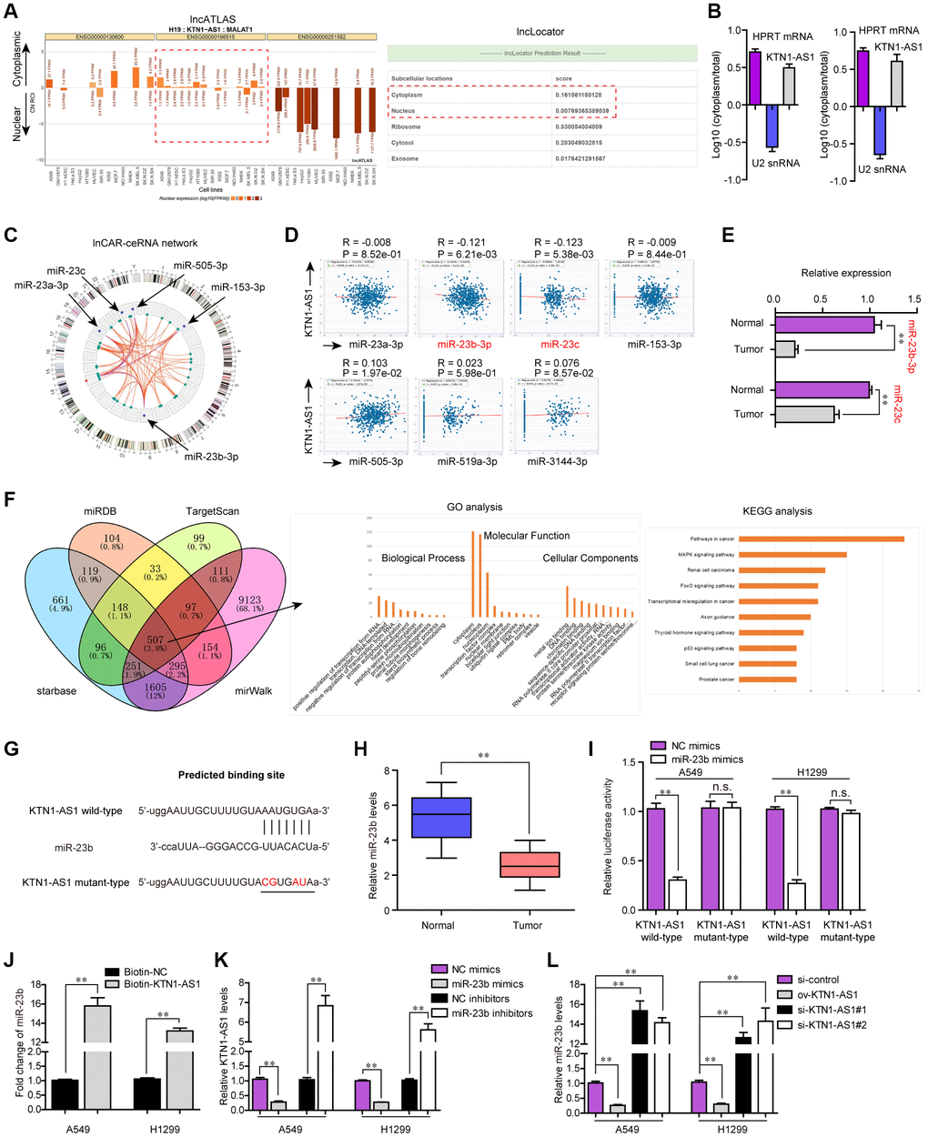 miR-23b was directly targeted by KTN1-AS1. (A) The subcellular localization of KTN1-AS1 was predicted by lncATLAS and lncLocator. (B) Subcellular fractionation assays. (C) The ceRNA network of KTN1-AS1 was analyzed by lnCAR. (D) starBase program analyzed the expressing correlation between KTN1-AS1 and miRNAs. (E) qPCR analysis detected the expression of miR-23b and miR-23c. (F) The intersection of the results from miRDB, TargetScan, starBase and miRWalk prediction. The commonly predicting genes were also used fo GO and KEGG analysis. (G) The predicting binding site between KTN1-AS1 and miR-23b. (H) qPCR assessed the miR-23b levels in 127 NSCLC tissues. (I) Relative luciferase activity detection. (J) RNA-pull down. (K, L) qPCR analysis detected the levels of KTN1-AS1 and miR-23b, respectively. * P 