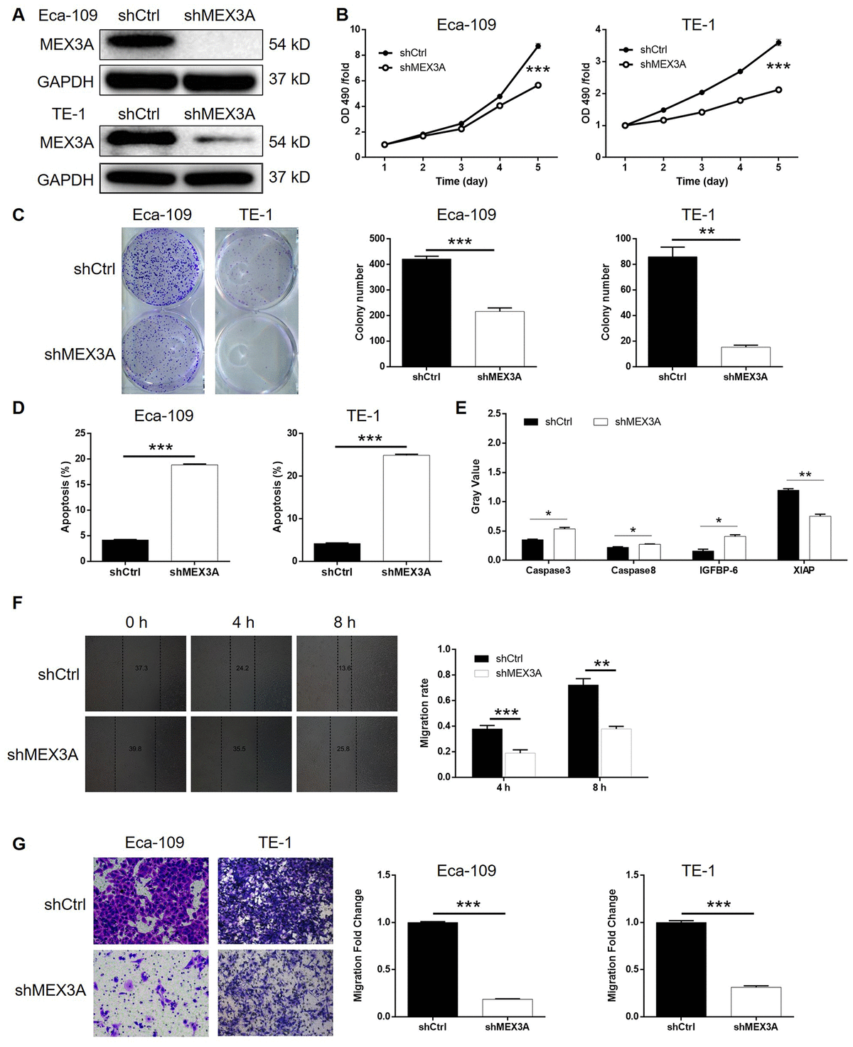 MEX3A is upregulated in esophageal squamous cell carcinoma (ESCC) and ...