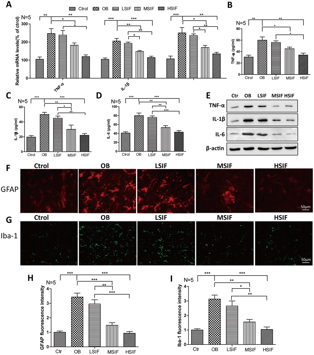 Soy isoflavones reduce neuroinflammation in hypothalamus of DIO male mice. (A) Quantification shows the mRNA levels of inflammatory cytokines in hypothalamus of DIO mice fed with basal diets and the addition with different doses of soy isoflavones; (B–E) Quantification shows the protein levels of inflammatory cytokines in hypothalamus of DIO mice fed with basal diets and the addition with different doses of soy isoflavones by ELISA assay; (F, G) Immunofluorescence staining shows the positive cells of GFAP were reduced in hypothalamus of DIO mice fed with different doses of soy isoflavones compared with the ones fed with basal diets. Scale bar: 50μm. (H, I) Immunofluorescence staining shows the positive cells of Iba-1 were reduced in hypothalamus of DIO mice fed with different doses of soy isoflavones compared with the ones fed with basal diets. * p 