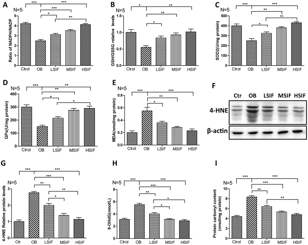 Soy isoflavones reduce oxidative stress in hypothalamus of DIO male mice. (A) Quantification shows the NADPH/NADP ratio in hypothalamus of DIO mice fed with basal diets and the addition with different doses of soy isoflavones; (B) Quantification shows the GSH/GSSG ratio in hypothalamus of DIO mice fed with basal diets and the addition with different doses of soy isoflavones; (C) Quantification shows the SOD2 activity in hypothalamus of DIO mice fed with basal diets and the addition with different doses of soy isoflavones; (D) Quantification shows the GPx activity in hypothalamus of DIO mice fed with basal diets and the addition with different doses of soy isoflavones; (E) Quantification shows the MDA levels in hypothalamus of DIO mice fed with basal diets and the addition with different doses of soy isoflavones; (F, G) Western blots and quantification show the 4-HNE levels in hypothalamus of DIO mice fed with basal diets and the addition with different doses of soy isoflavones; (H) Quantification shows the 8-OHdG levels in hypothalamus of DIO mice fed with basal diets and the addition with different doses of soy isoflavones; (I) Quantification shows the protein carbonyl contents levels in hypothalamus of DIO mice fed with basal diets and the addition with different doses of soy isoflavones. * p 