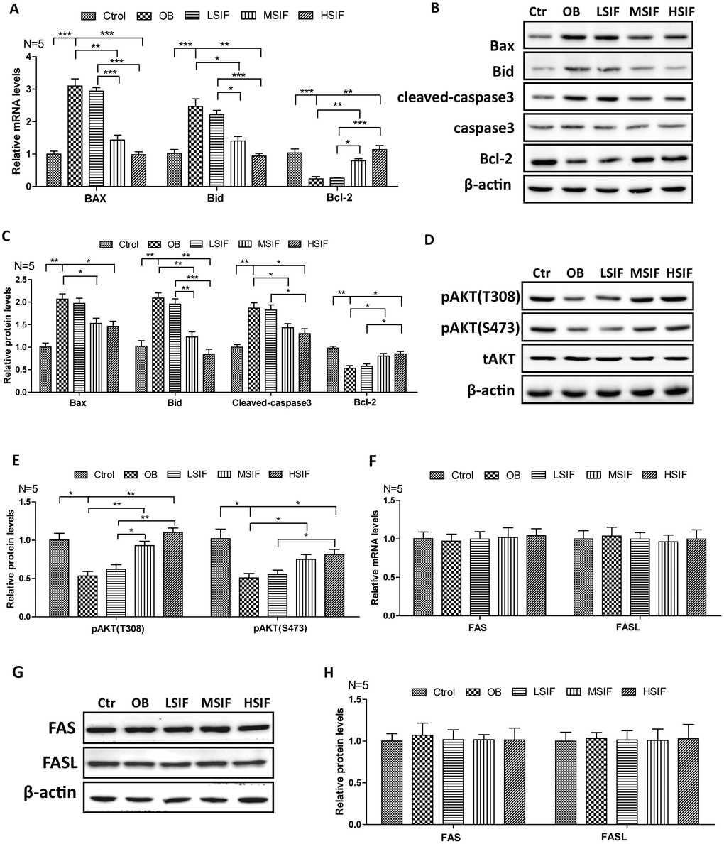 Soy isoflavones could reduce apoptosis in hypothalamus of DIO male mice. (A) Quantification shows the mRNA levels of apoptosis factors in hypothalamus of DIO mice fed with basal diets and the addition with different doses of soy isoflavones; (B, C) Western blots and quantification show the apoptosis factors protein levels in hypothalamus of DIO mice fed with basal diets and the addition with different doses of soy isoflavones; (D, E) Western blots and quantification show the phosphorylation levels of AKT in hypothalamus of DIO mice fed with basal diets and the addition with different doses of soy isoflavones; (F) Quantification shows the mRNA levels of FAS and FASL in hypothalamus of DIO mice fed with basal diets and the addition with different doses of soy isoflavones; (G, H) Western blots and quantification show the protein levels of FAS and FASL in hypothalamus of DIO mice fed with basal diets and the addition with different doses of soy isoflavones; * p 