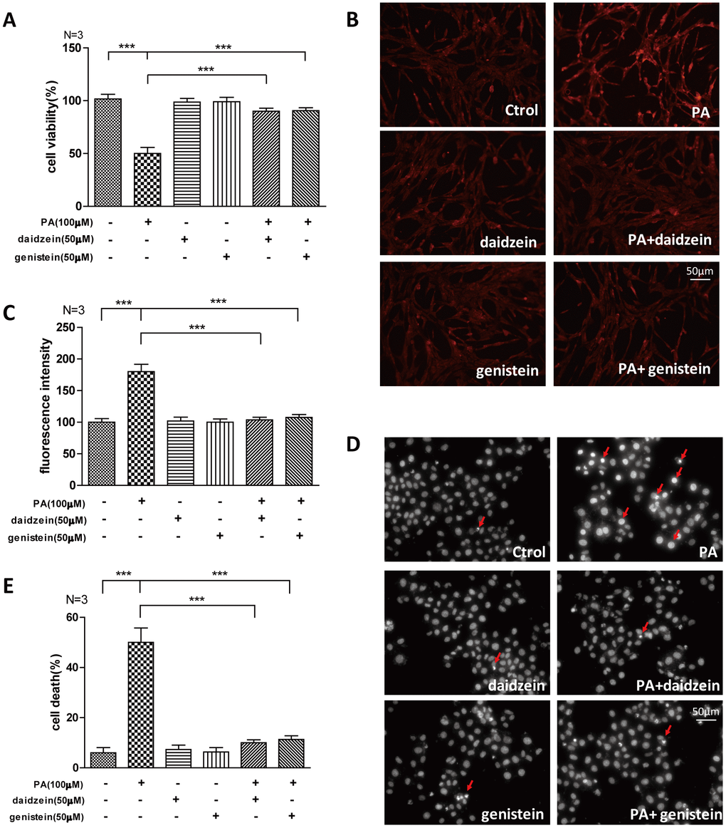 Soy isoflavones could improve palmitic acid-induced apoptosis in hypothalamic cell line. (A) Quantification shows the cell viability of N42 cells treated with PA(100μM), respectively, alone or in combination with daidzein(50μM) or genistein(50μM) for 24h. (B, C) Representative images and quantification show the ROS production of N42 cells under treatment with PA(100μM), respectively, alone or in combination with daidzein(50μM) or genistein(50μM) for 24h by dihydroethidium labeling. Scale bar: 50μm. (D, E) Representative images and quantifications show the nuclear morphology of N42 cells under treatment with PA(100μM), respectively, alone or in combination with daidzein(50μM) or genistein(50μM) for 24h. * p 