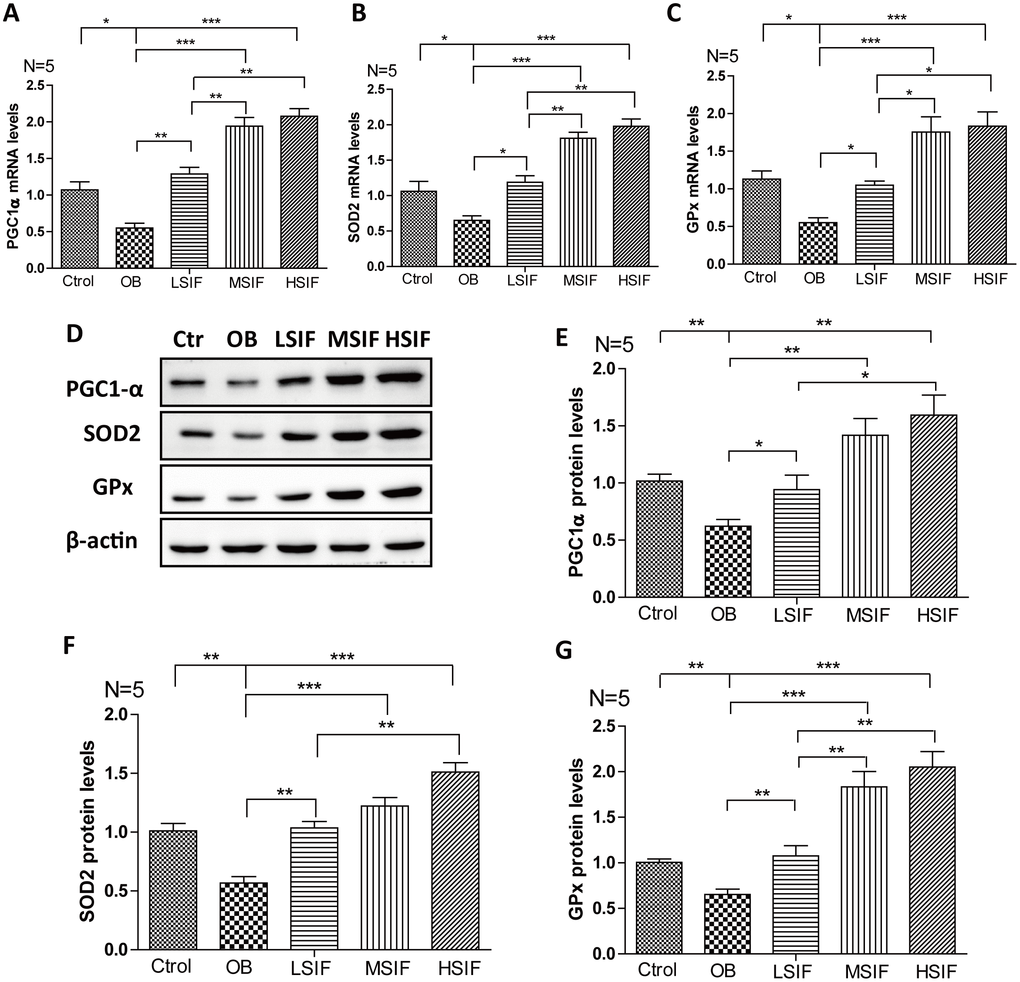 Soy isoflavones increase PGC1-alpha transcription in hypothalamus of DIO male mice. (A) Quantification shows the mRNA levels of PGC1-alpha in hypothalamus of DIO mice fed with basal diets and the addition with different doses of soy isoflavones; (B) Quantification shows the mRNA levels of SOD2 in hypothalamus of DIO mice fed with basal diets and the addition with different doses of soy isoflavones; (C) Quantification shows the mRNA levels of GPx in hypothalamus of DIO mice fed with basal diets and the addition with different doses of soy isoflavones; (D–G) Western blots and quantification show the protein levels of PGC1-alpha, SOD2 and GPx in hypothalamus of DIO mice fed with basal diets and the addition with different doses of soy isoflavones. * p 