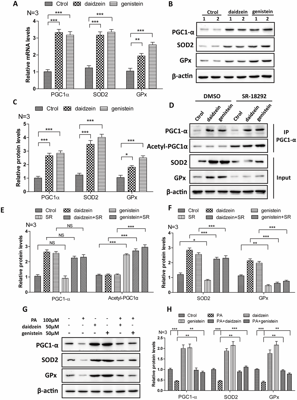 Soy isoflavones increase PGC1-alpha activity in hypothalamic cell line. (A) Quantification shows the mRNA levels of PGC1-alpha, SOD2 and GPx were increased under daidzein(50μM) and genistein(50μM) treatment for 24h in N42 cells; (B, C) Western blots and quantification show the protein levels of PGC1-alpha, SOD2 and GPx were increased under daidzein(50μM) and genistein(50μM) treatment for 24h in N42 cells; (D–F) Western blots and quantification show the SR-18292(20μM) administration inhibited the protein levels of SOD2 and GPx induced by daidzein and genistein treatment in N42 cells. (G, H) Western blots and quantification show the PA(100μM) administration inhibited the protein levels of PGC1-alpha, SOD2 and GPx, while daidzein and genistein could abolish the inhibition of PA in N42 cells. ns, no statistical significance, * p 