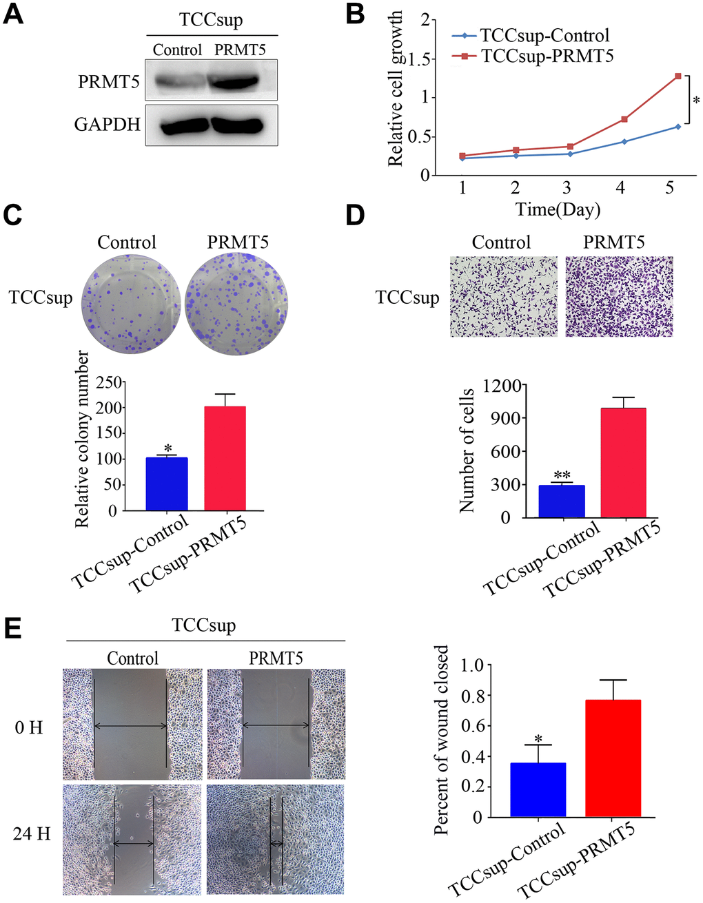 Upregulated expression of PRMT5 promoted the proliferation and aggressiveness of bladder cancer cells. (A) Western blotting showed successful overexpression of PRMT5 in TCCsup cells. (B, C) Cell proliferation was promoted by the CCK-8 assay and the colony formation assay. (D, E) Cell invasion and migration of bladder cancer cells were detected using the transwell assay and the wound-healing assay. Error bars show the standard error of the mean. *P P 