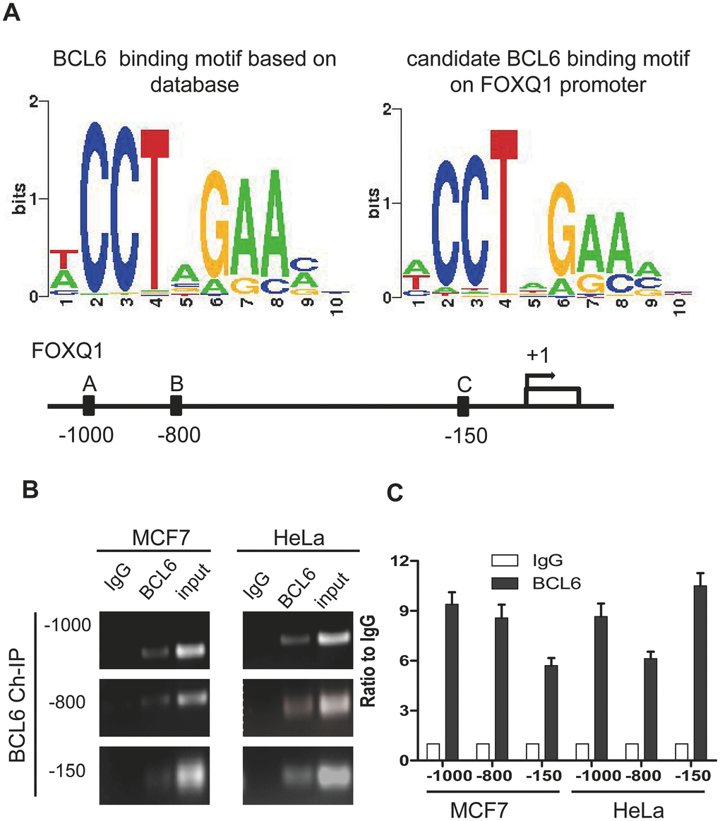 FOXQ1 promoter has BCL6 binding motifs. (A) The BCL6 consensus motif was retrieved with Cistrome analysis and the position frequency matrix of BCL6 motif is presented in the left panel. On the right panel the consensus sequence of BCL6 binding motifs on FOXQ1 promoter resulting from the Cistrome analysis is represented. Below, a schematic map was provided to show Positions A/B/C of FOXQ1 promoter loci. (B) Chromatin immunoprecipitation with anti-BCL6 and IgG antibodies in MCF7 and HeLa cells. (C) Semi-quantitative PCR was used to evaluate the enrichment of the three different putative BCL6 binding motifs of the FOXQ1 promoter.