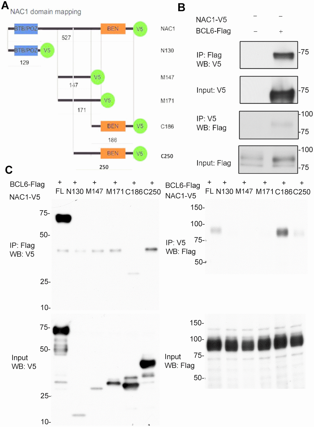 Co-immunoprecipitation (co-IP) analysis of interactions of NAC1 with BCL6. (A) Representation of the NAC1 domain mapping corresponding to the different NAC1 partial constructs used. (B) HEK293T cells were transfected with NAC1-V5 and BCL6-Flag constructs, and the lysates were collected for reciprocal protein co-IP experiments. (C) Reciprocal co-IP of full-length NAC1 and NAC1- deletion mutants with BCL6.