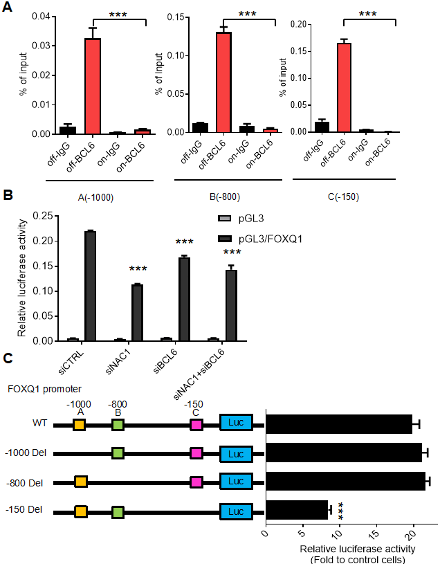 BCL6 activates FOXQ1 promoter activity in a NAC1-dependent fashion. (A) Chromatin immunoprecipitation of BCL6 in HeLa tTa cells expressing active NAC1 (off) and after NAC1 inactivation by N130 truncated NAC1 expression induction (on). qPCR with three different primer sets flanking three different regions, which contain the putative BCL6 binding motifs of FOXQ1 promoter: A (-1000), B (-800), and C (-150). BCL6 binding to each region is represented as percentage of the input. (B) Luciferase reporter assay of FOXQ1 promoter activity in HeLa cells transfected with NAC1 and BCL6 specific siRNA. Data show relative luciferase activity normalized to Renilla luciferase activity from each experimental condition; (C) HeLa cells were transfected with BCL6-Flag or control plasmid. The relative luciferase activities of wide type FOXQ1 promoter and three deletion mutant promoters (FOXQ1-del A -1000, del B -800, and del C -150) were determined. ***P