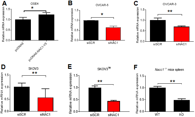 NAC1 expression modulates BCL6 transcription. (A) OSE4 cells were transfected with NAC1-V5 constructs. BCL6 expression was assessed by qPCR 48 h post-transfection. NAC1-targeting siRNA was transfected into OVCAR-5 (B), OVCAR-3 (C), SKOV3 (D), and SKOV3TR (E) cells 48h prior to analysis of BCL6 expression by qPCR. (F) BCL6 mRNA expression was assessed in Nacc1-/- mouse spleen tissue. *P