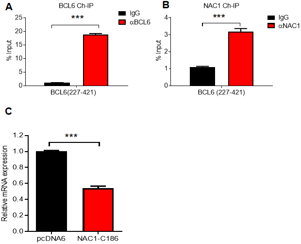 NAC1 binding to BCL6 is necessary to prevent BCL6 auto-downregulation. Chromatin immunoprecipitation of BCL6 (A) and NAC1 (B) in OVCAR-3 cells. qPCR was performed with a primer set targeting the BCL6 autoregulation binding-site, which is located in BCL6 exon 1 (BCL6 227-421). (C) Competition assay analysis of BCL6 downregulation in OVCAR-3 cells 48 h after ectopic expression of NAC1-C186; ***P