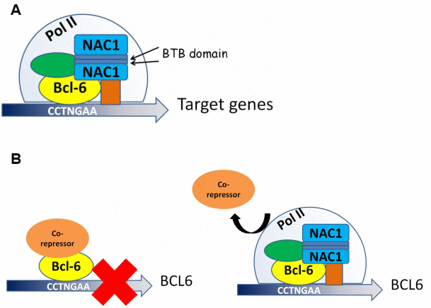Proposed models for NAC1 and BCL6 activation of transcription and NAC1 attenuation of BCL6 negative autoregulation. (A) NAC1 forms a homodimer by interaction of its BTB domains. NAC1 homodimer interacts with BCL6 protein through the 186 amino acids from its C-terminus. NAC1-BCL6 interaction forms a higher magnitude complex that regulates transcription of target genes. (B) When NAC1 is absent, BCL6 protein is complexed with its co-repressors, which inhibits BCL6 transcription. When upregulated, NAC1 displaces BCL6 corepressors, and forms a regulatory complex with BCL6, which allows BCL6 expression.