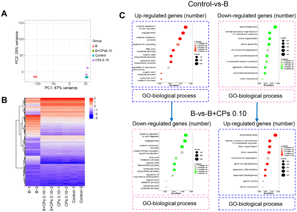 Overview of the RNA-seq data for mouse testes. (A) Principal components analysis (PCA). (B) The heatmap of differentially expressed genes (DEGs). (C) GO enrichment analysis of up-regulated and down-regulated genes in biological processes in the Control-vs-B and B-vs-B+CPs 0.10 groups, respectively.
