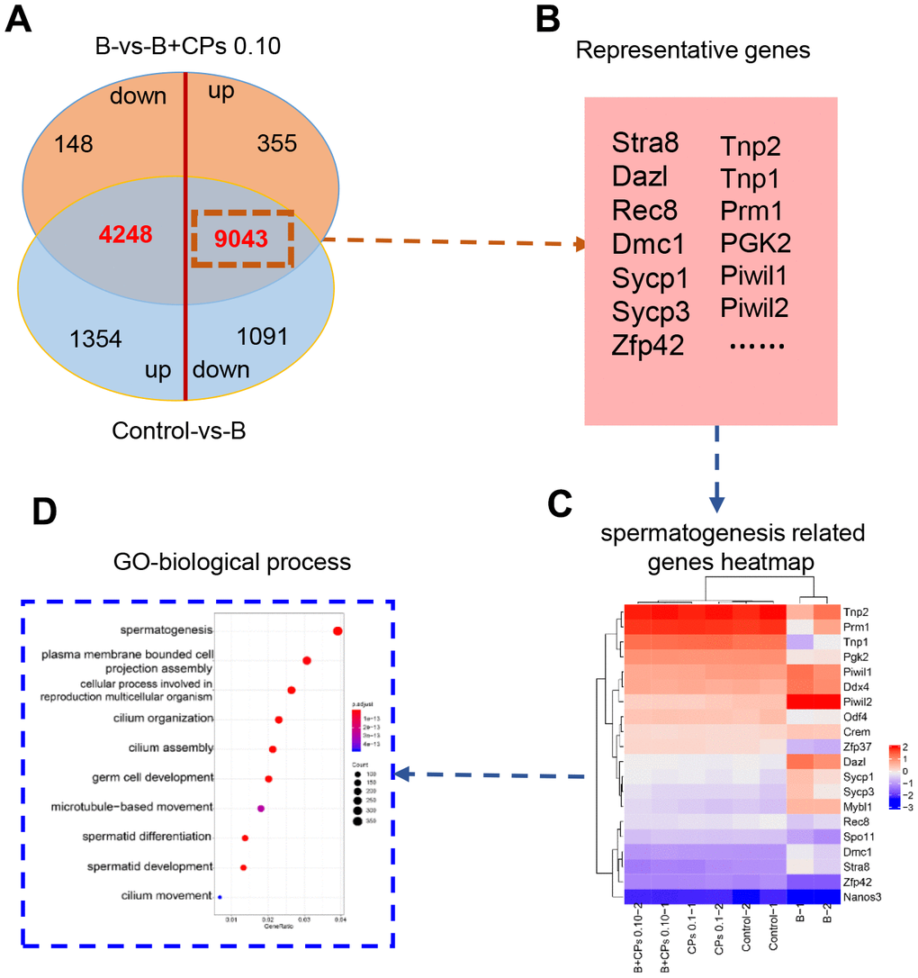Differentially expressed genes (DEGs) involved in spermatogenesis. (A) The Venn diagram of up-regulated and down-regulated genes in the intersection of the Control-vs-B and B-vs-B+CPs 0.10 groups. (B) The representative genes in spermatogenesis. (C) The heatmap of 20 representative genes in spermatogenesis. (D) GO enrichment analysis of the DEGs in biological processes.