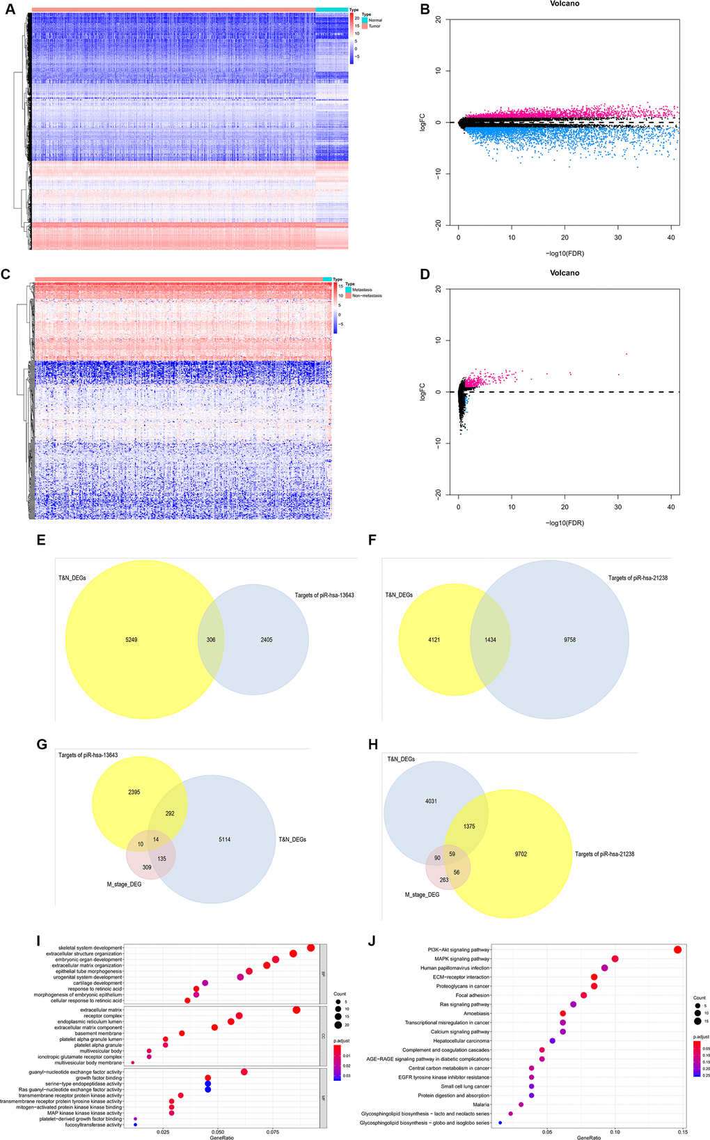 Validation of target genes of piRNA-13643 and piRNA-21238. (A) Result of hierarchical clustering for differential genes in thyroid cancer and noncancerous tissue was calculated by TCGA database. (B) Result of volcano for differential genes in thyroid cancer and noncancerous tissue was calculated by TCGA database. (C) Result of hierarchical clustering for differential genes in thyroid cancer with or without metastasis tissue was calculated by TCGA database. (D) Result of volcano for differential genes in thyroid cancer with or without metastasis tissue was calculated by TCGA database. (E) piRNA-13643 target genes prediction using differential genes in thyroid cancer and noncancerous tissue in TCGA database. (F) piRNA-21238 target genes prediction using differential genes in thyroid cancer and noncancerous tissue in TCGA database. (G) piRNA-13643 target prediction using differential genes in thyroid cancer with or without metastasis tissue in TCGA database. (H) piRNA-21238 target prediction using differential genes in thyroid cancer with or without metastasis tissue in TCGA database. (I) Gene Ontology (GO) analysis of piRNA-13643 associated with biological process, molecular function and cellular component. (J) Top twenty signal pathways of piRNA-13643 by KEGG.