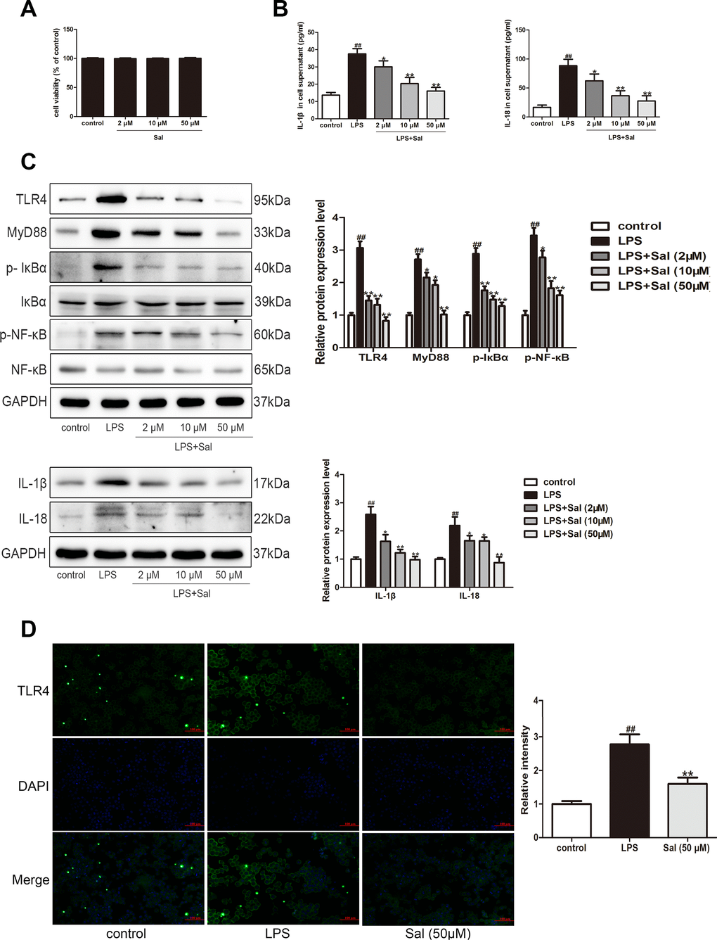 Sal inhibited LPS-induced BV2 cells inflammation response via TLR4/MyD88/ NF-κB signaling pathways. (A) Effect of different doses of Sal on BV2 cell viability. BV2 cells (1 x 104 cells/well) were exposed to different concentrations of Sal (2, 10, 50 μM) for 24 h. The cell viability of BV2 was measured by CCK8 assay. (B) The levels of IL-1β and IL-18 in the supernatant of BV2 cells were determined by ELISA kits (n = 6). BV2 cell were treated with Sal (2, 10, 50 μM) for 2 h, followed by stimulation with LPS (100 ng/ml) for 24 h. (C) Western blotting was performed to determine the expressions of TLR4, MyD88, p-IкBα, p-NF-кB in LPS-induced BV2 cells. The cells were incubated with Sal (2, 10, 50 μM) for 2 h, followed by stimulation with LPS (100 ng/ml) for 30 min. Western blotting was performed to determine the expression of IL-1β and IL-18 in LPS-induced BV2 cells. The cells were incubated with Sal (2, 10, 50 μM) for 2 h, followed by stimulation with LPS (100 ng/ml) for 24 h. (D) Immunofluorescence staining of TLR4 in BV2 cells. The cells were incubated with Sal (50 μM) for 2 h, followed by stimulation with LPS (100 ng/ml) for 30 min. Original magnification: x200. All data are represented as mean ± SD. # P ## P 